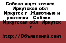 Собака ищет хозяев - Иркутская обл., Иркутск г. Животные и растения » Собаки   . Иркутская обл.,Иркутск г.